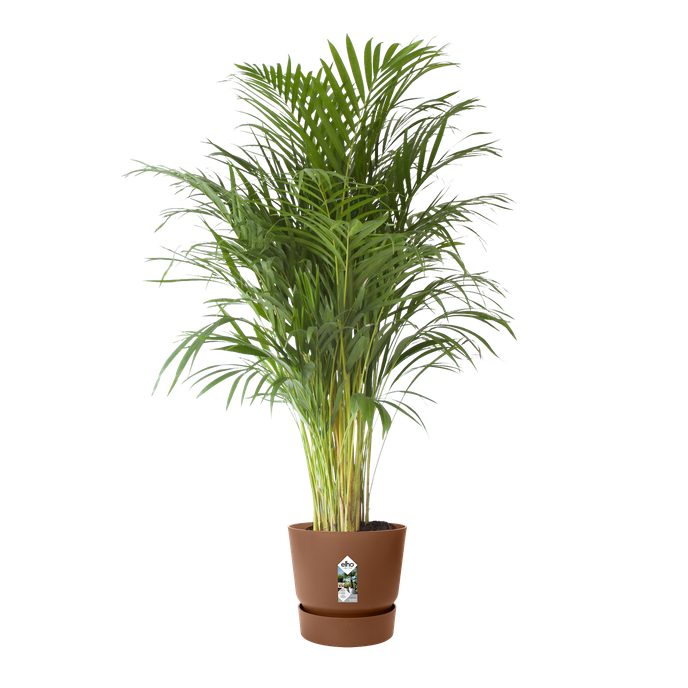 greenville rond 30cm marron glacé